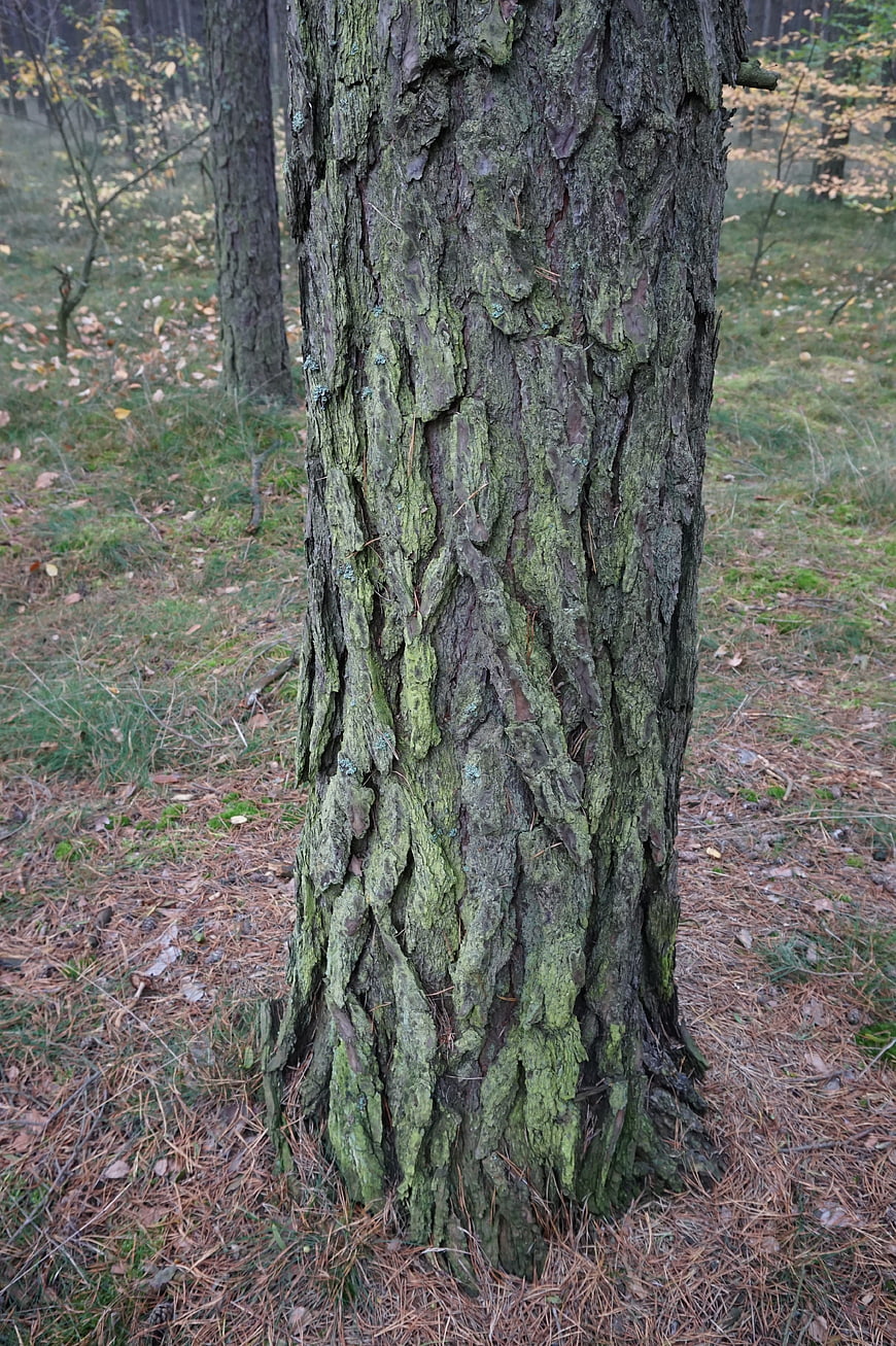Close-up of mossy pine tree bark in autumn forest
