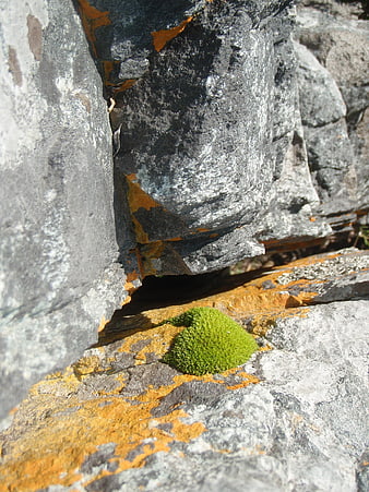Vibrant Green Moss Growing in Rock Crevice with Orange Lichen