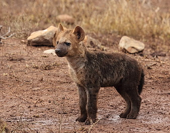 Cute Brown Hyena Cub Standing in Dry Savanna
