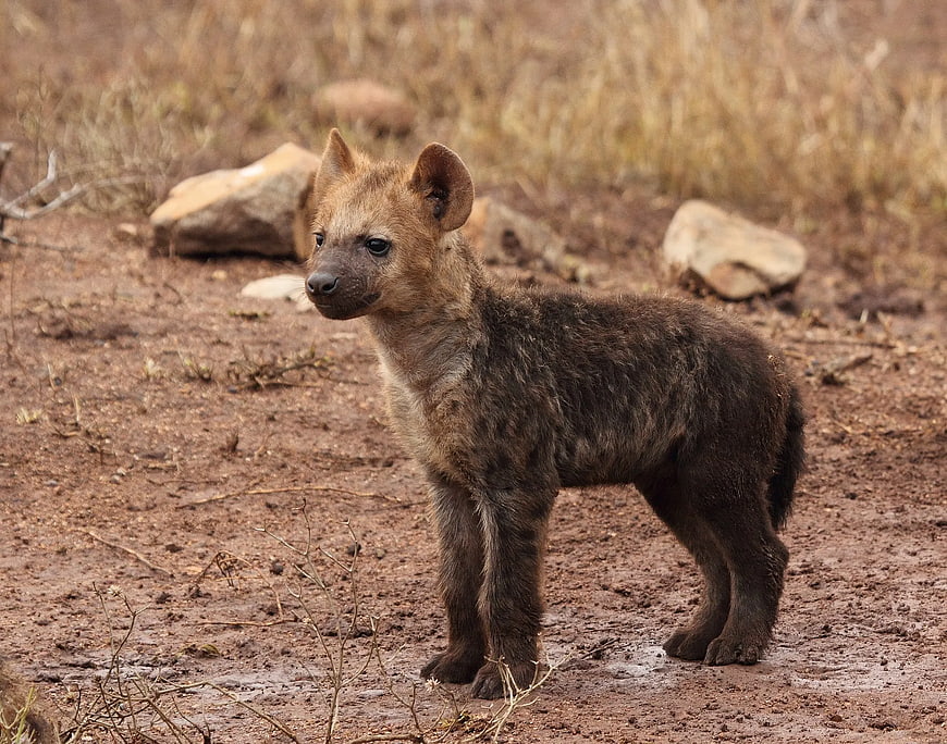Cute Brown Hyena Cub Standing in Dry Savanna