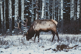 Majestic Elk Grazing in Snowy Winter Forest