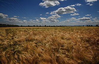 Golden wheat field swaying in wind under blue sky