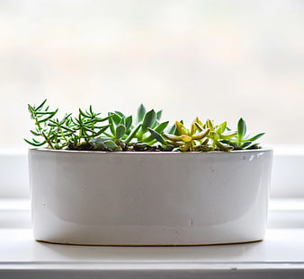 White ceramic planter with succulents on windowsill