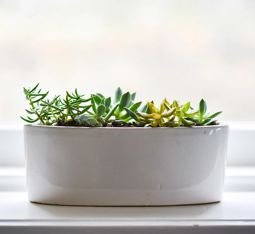 White ceramic planter with succulents on windowsill
