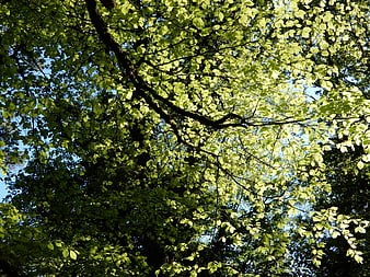 Sunlit green leaves in forest canopy against blue sky