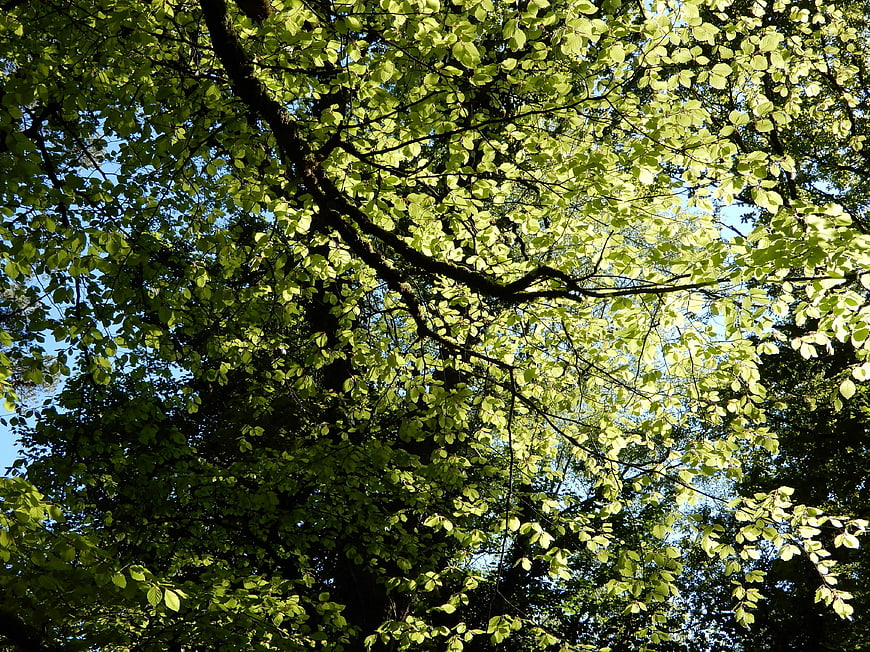 Sunlit green leaves in forest canopy against blue sky