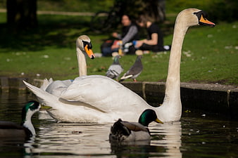 White swans and ducks swimming in a park pond