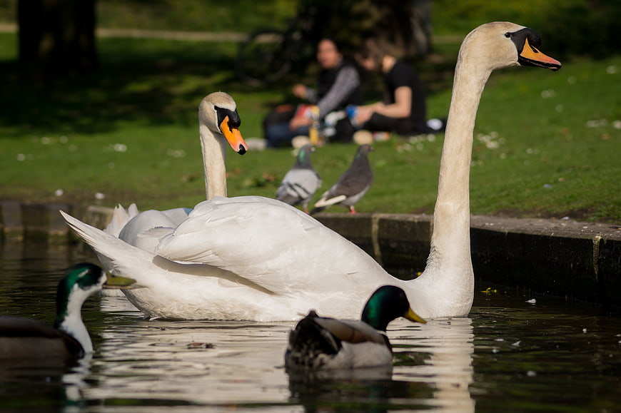 White swans and ducks swimming in a park pond