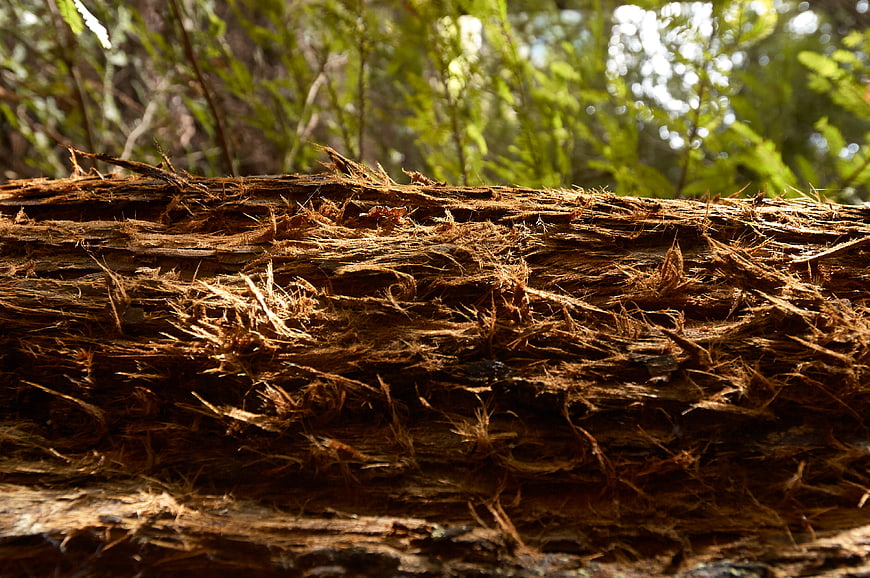 Close-up of textured redwood bark in a sunlit forest
