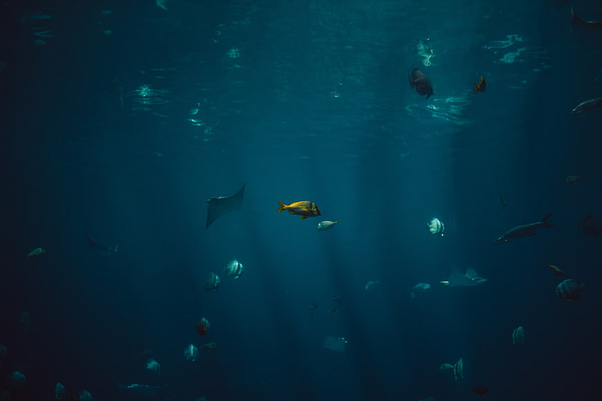 Underwater Ocean Scene with Manta Ray and Tropical Fish