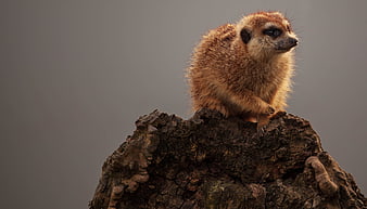 Alert Meerkat Perched on Tree Stump
