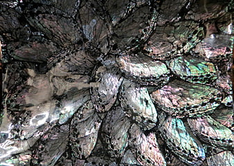 Iridescent Abalone Shell Texture Close-Up