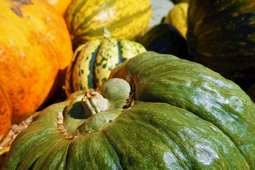 Close-up of green and orange pumpkins in autumn harvest