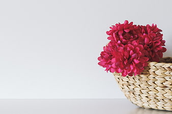 Vibrant Pink Flowers in Woven Basket on White Background