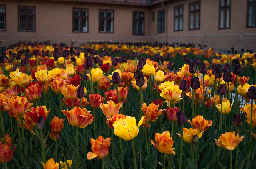 Vibrant Yellow and Red Tulips in a Garden