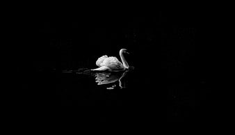 White Swan Swimming in Dark Water with Reflection