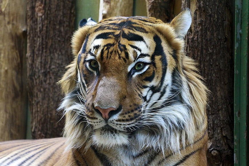 Close-up portrait of a majestic tiger head with intense gaze