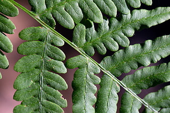 Close-up of Green Fern Frond with Detailed Texture