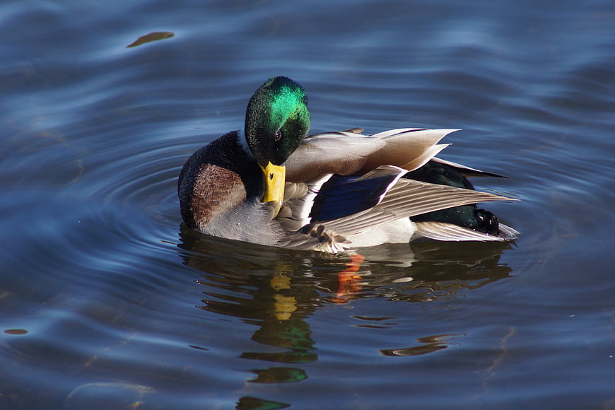 Male Mallard Duck Preening Feathers in Blue Pond Water