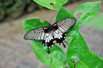 Black and white butterfly with red spots on green leaf