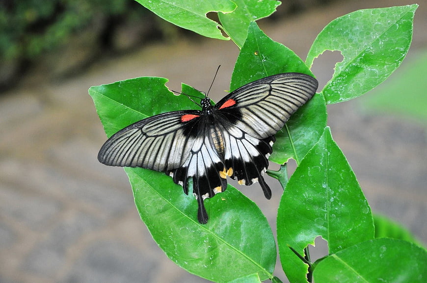 Black and white butterfly with red spots on green leaf