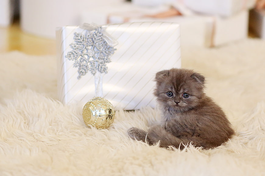 Cute grey kitten sitting on white fur with Christmas gift box and gold ornament
