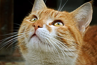 Close-up Portrait of Ginger Tabby Cat Looking Up
