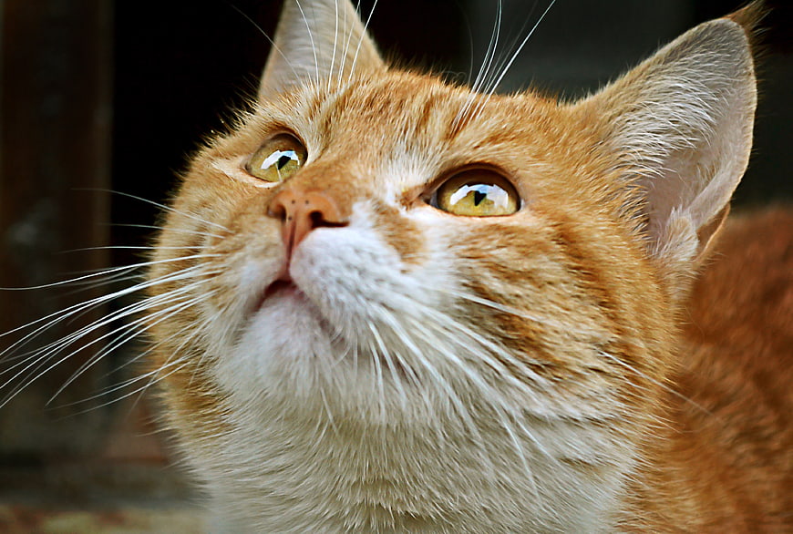 Close-up Portrait of Ginger Tabby Cat Looking Up