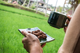 Hands holding coffee and chocolate nuts in rice field