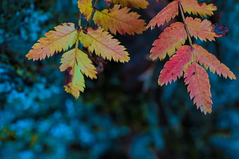 Colorful autumn leaves against a blurred blue background