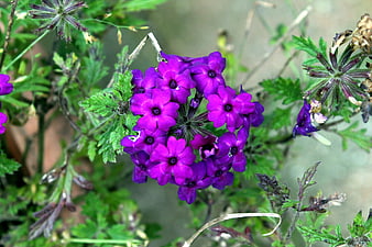 Close-up of vibrant purple verbena flowers in a garden