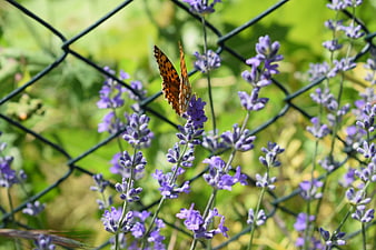 Orange butterfly on purple lavender flowers near fence