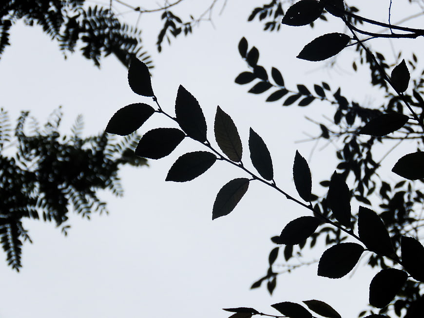 Silhouette of tree branches against a white sky