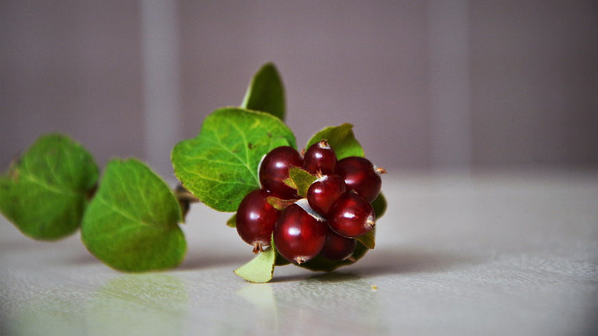 Fresh Red Currants on a Branch with Green Leaves