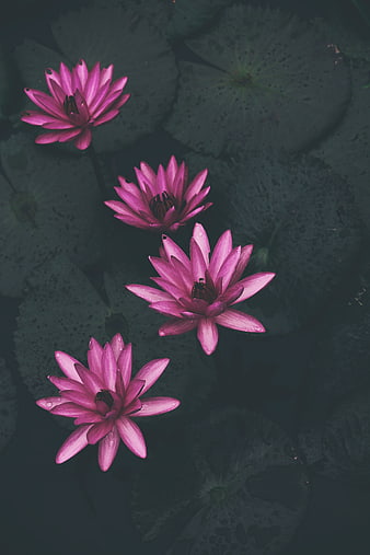 Pink Water Lilies Floating on Dark Pond Water