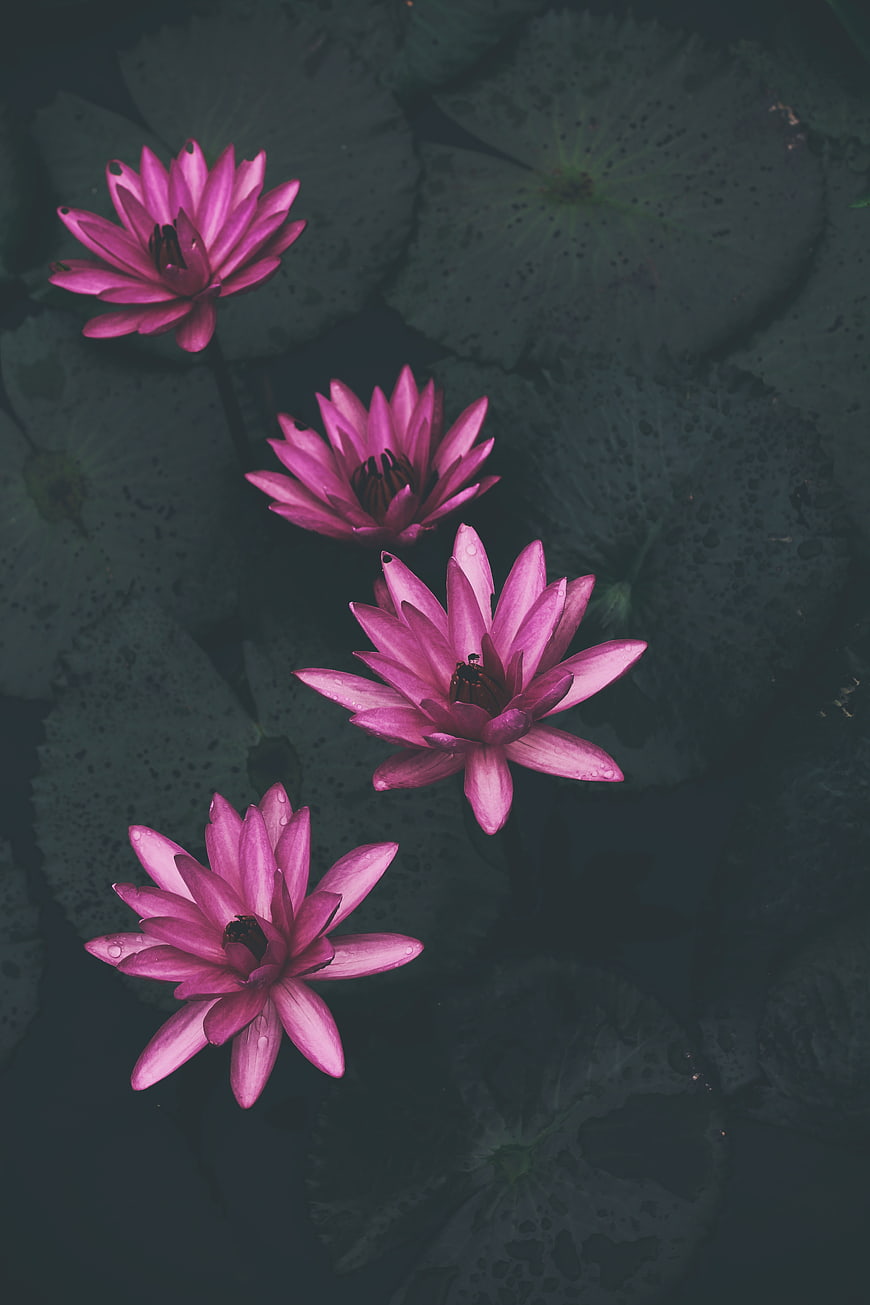 Pink Water Lilies Floating on Dark Pond Water
