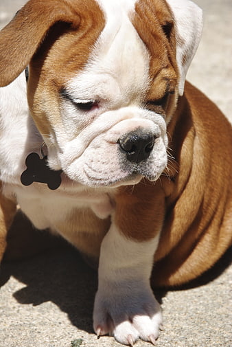 Cute English Bulldog Puppy Sleeping in Sunlight