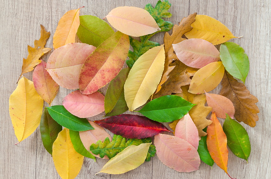 Colorful Autumn Leaves Flat Lay on Wooden Background