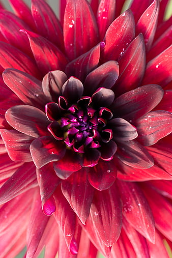 Close-up of a vibrant red dahlia flower with dew drops