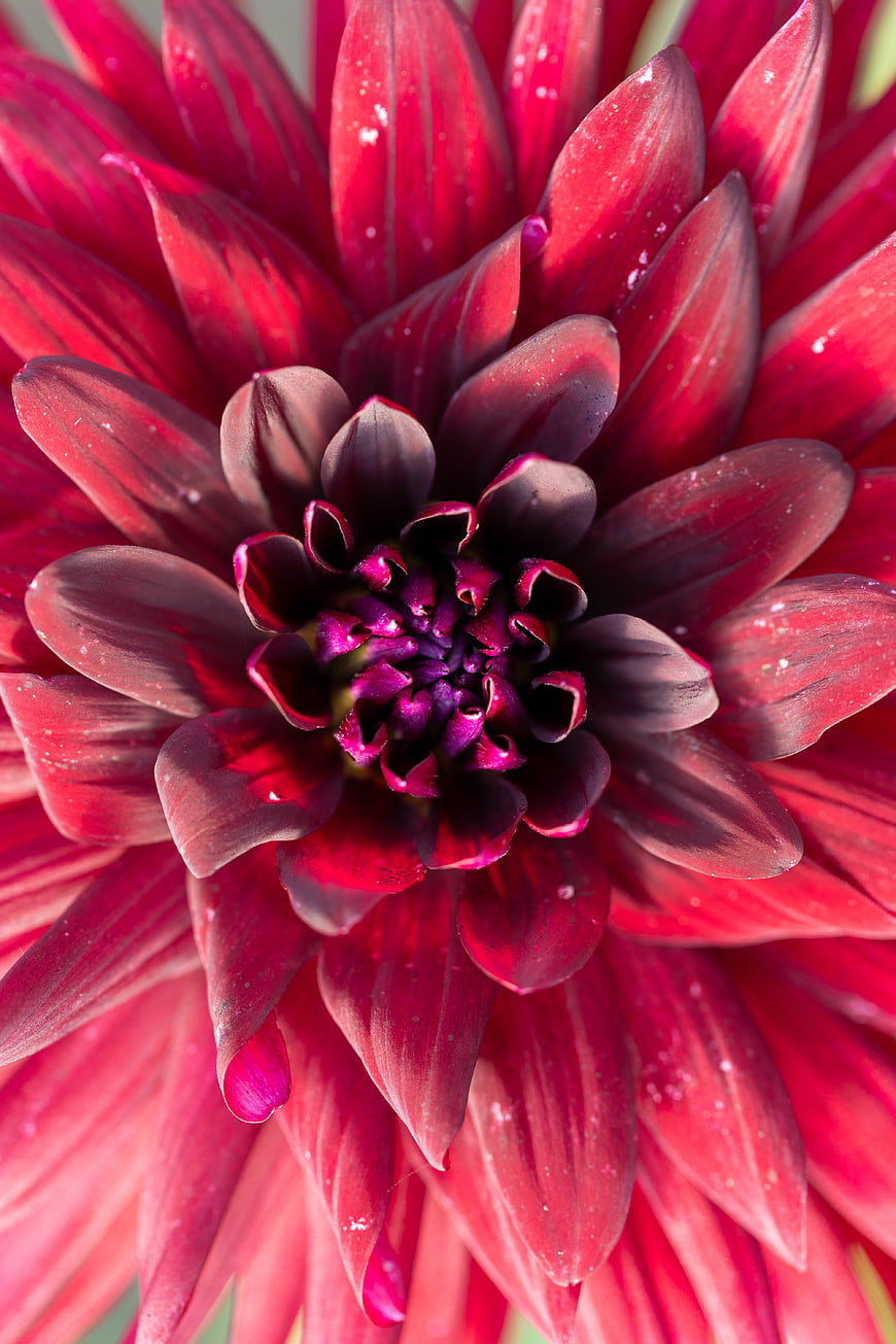 Close-up of a vibrant red dahlia flower with dew drops