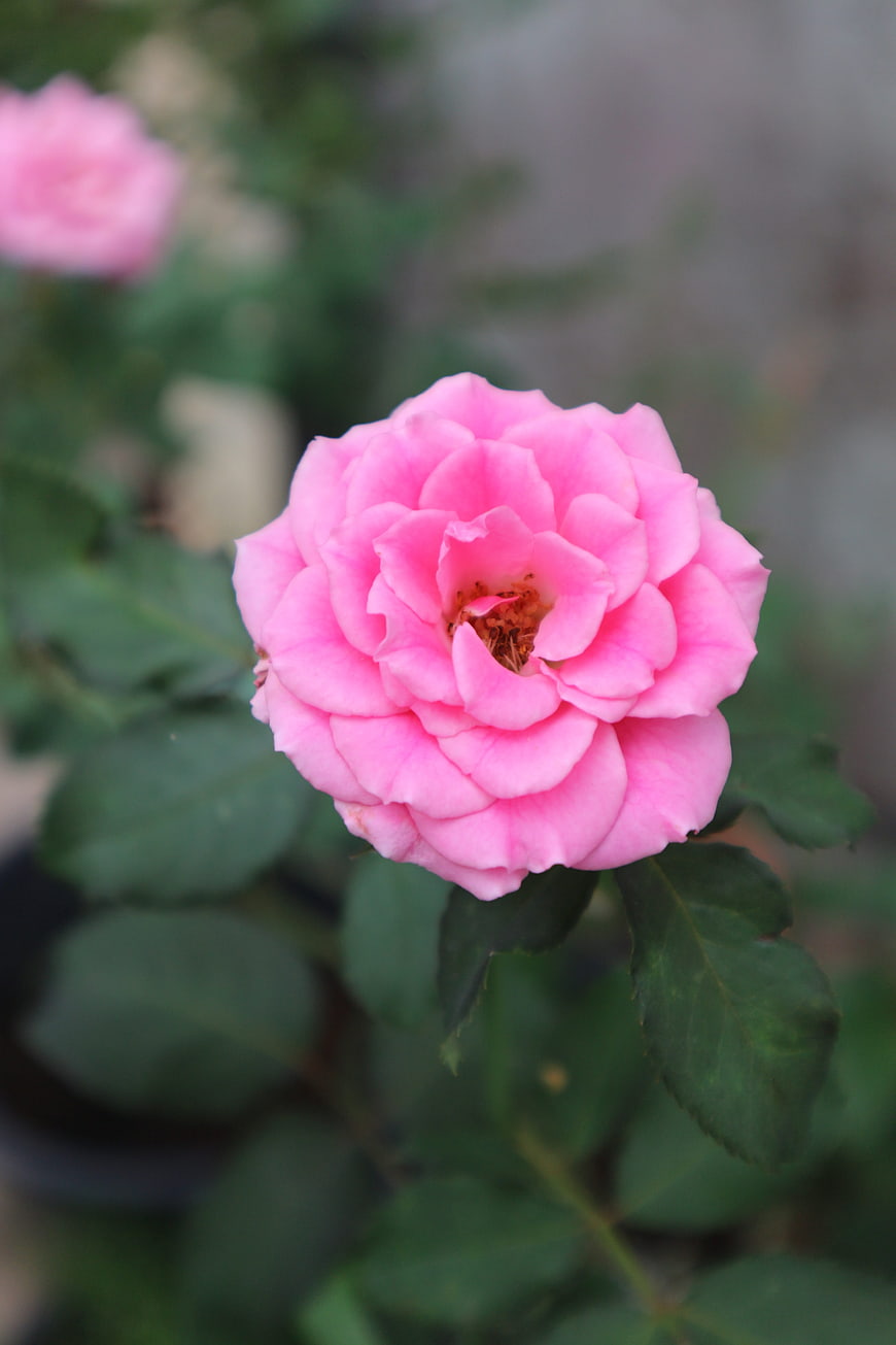 Close-up of a vibrant pink rose with green leaves