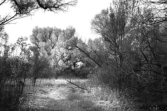 Black and White Forest Path with Overhanging Branches