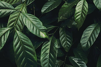 Dark Green Tropical Leaves Close Up Nature Background