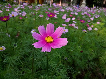 Pink Cosmos Flower in a Lush Green Garden Field