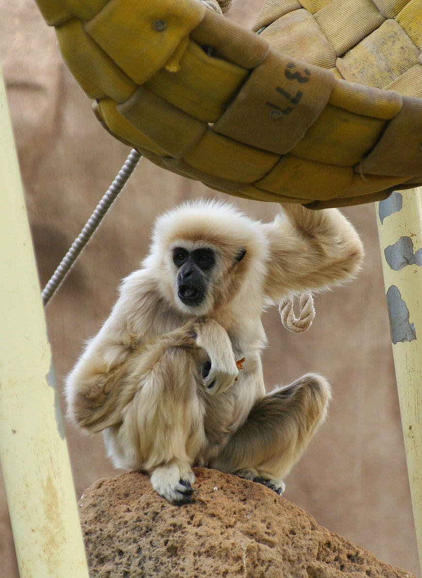 Young Gibbon Monkey Sitting on Rock in Zoo Enclosure