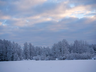 Serene Winter Landscape with Snowy Forest and Cloudy Sky