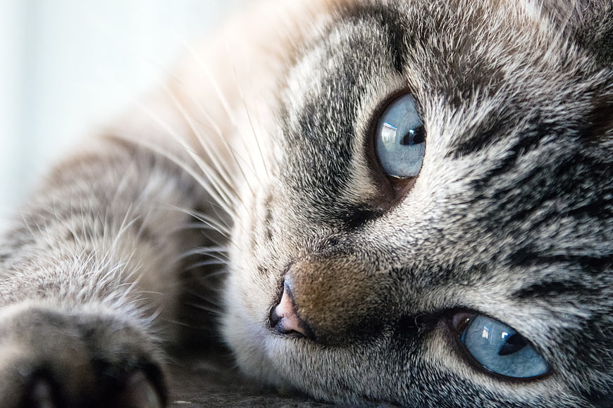 Close-up of a gray tabby cat with blue eyes