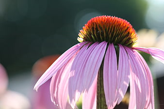 Close-up of a pink echinacea flower with orange center