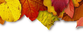 Colorful Autumn Leaves Border on White Background