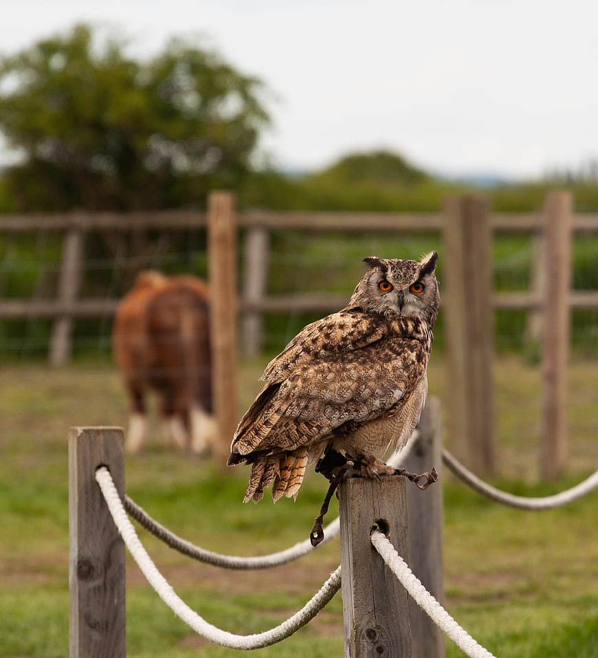 Great Horned Owl Perched on Wooden Fence Post